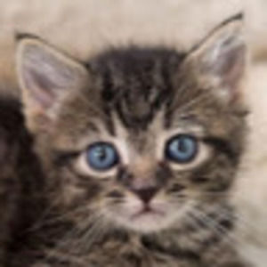 Meet your Posher, Molly